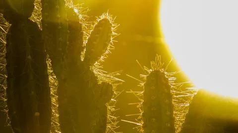 Sharp cactus spines glow brilliantly, backlit by warm golden sunlight. A vi.. Stock Photos