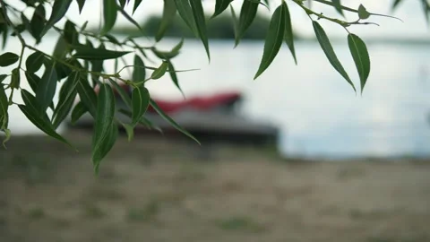 A sharp close-up of lush green leaves on the shore is contrasted against the Stock-Footage 315306004