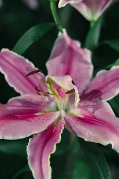 A sharp close-up of a pink lily flower with a soft-focus green background Stock Photos