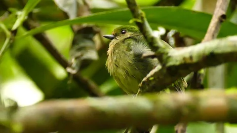 Sharp closeup of blue crowned manakin female perched in Panama Stock-Footage 123619100