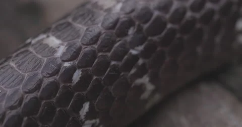 Sharp closeup of Common Krait scales, highlighting the smooth, iridescent skin 스톡 동영상 331132258
