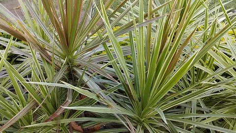 This sharp colored grass plant in landscape shape Stock Footage 226961700