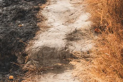 Sharp contrast between scorched earth and unburned dry grass divided by a t.. Stock Photos