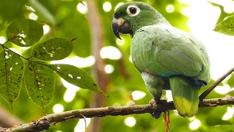 Sharp crisp shot of large mealy parrot moving sideways slowly Stock Footage 123607717