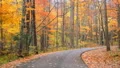 sharp curve single lane forest road autumn 4k or 4k+ Resolution