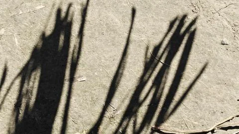 Sharp dark shadows of tall grass cast on a textured concrete ground surface. Stock Photos