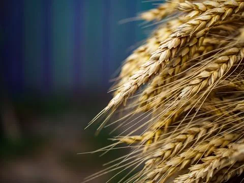 Sharp detailed capture of matured grain stalks Foto stock