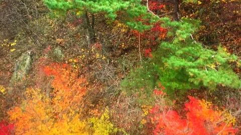 Sharp dresser autumn mountain: 스톡 동영상 80150623