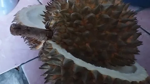 Sharp durian skin Stock Footage 231831546