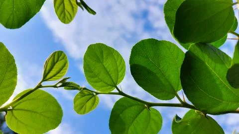 Sharp-edged green leaf reaching toward the bright blue sky Stock Photos