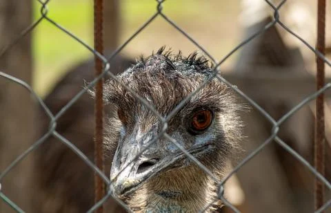 Sharp emu gaze focused through metal mesh in close frontal portrait taken i.. Stock Photos