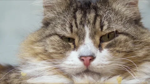 Sharp Eyed Sleepless Tabby Cat Stares at Camera Stock Footage 297909937