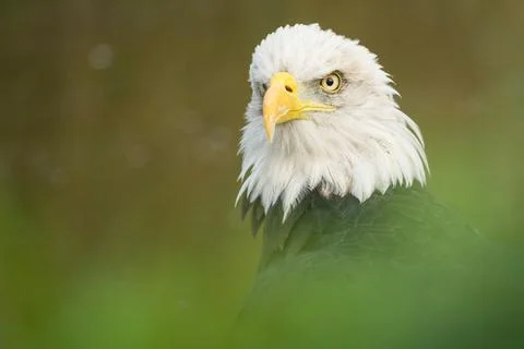 The sharp eyes of a Bald eagle Stock Photos