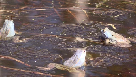 Sharp-faced frog in the swamp in the mating season. Rana arvalis. Video stock 107253191