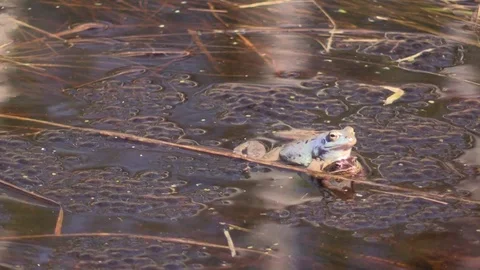 Sharp-faced frog in the swamp in the mating season. Rana arvalis. Stock-Footage 107253224