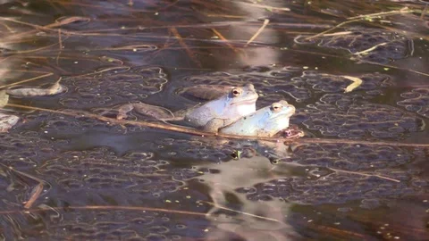 Sharp-faced frog in the swamp in the mating season. Rana arvalis. Stock-Footage 107253253