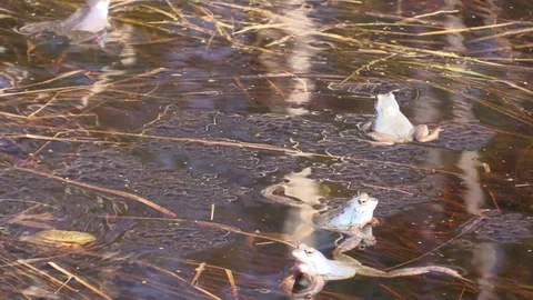 Sharp-faced frog in the swamp in the mating season. Rana arvalis. Stock-Footage 107253291