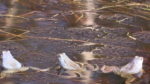 Sharp-faced frog in the swamp in the mating season. Rana arvalis. 動画素材 107253348