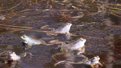 Sharp-faced frog in the swamp in the mating season. Rana arvalis. Stock-Footage 107253387