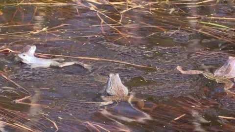 Sharp-faced frog in the swamp in the mating season. Rana arvalis. Stock-Footage 107253418