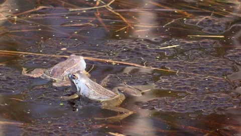 Sharp-faced frog in the swamp in the mating season. Rana arvalis. Stock-Footage 107253508