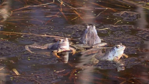 Sharp-faced frog in the swamp in the mating season. Rana arvalis. Stock Footage 107253540