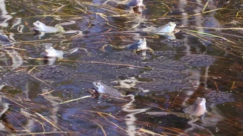 Sharp-faced frog in the swamp in the mating season. Rana arvalis. Stock-Footage 107253560