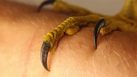 Sharp Falcon claws, Eurasian hobby. Falcon stands at the hands of a veterinarian 스톡 동영상 217687973
