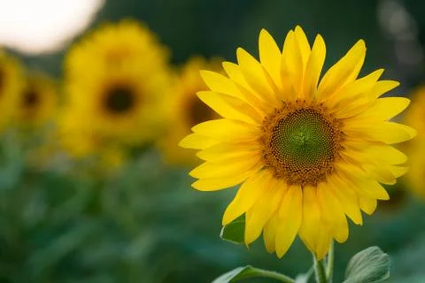 A sharp flower of a sunflower on a blurred background of other flowers. Stock Photos