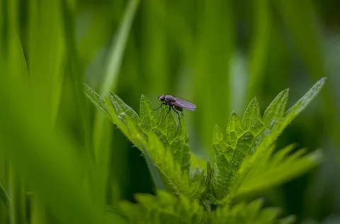 A sharp fly at green Nettle in spring sharp fly at green Nettle in spring ... Foto stock