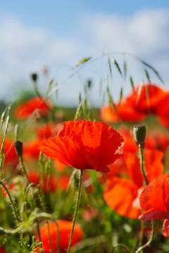 Sharp focus on a blooming red poppy in summer field Stock Photos
