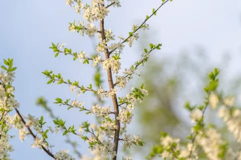 Sharp focus on cluster of white blossoms with greenery around. Clear and de.. Stock Photos
