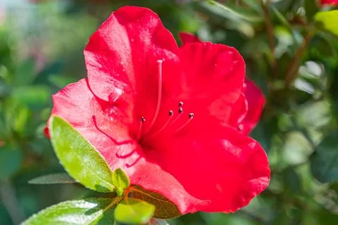 A sharp focus image of a vibrant red flower with lush green leaves, against.. Stock Photos