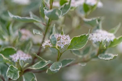 Sharp focus on leaf veining and tiny floral clusters. Highresolution study ca Stock Photos