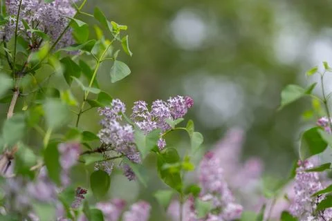 Sharp focus on lilac buds with vibrant green background. Crucial botanical ph Stock Photos