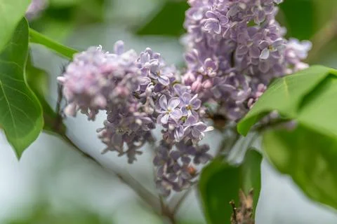 Sharp focus on lilac flowers and pollen. Highdefinition macro photograph capt Stock Photos