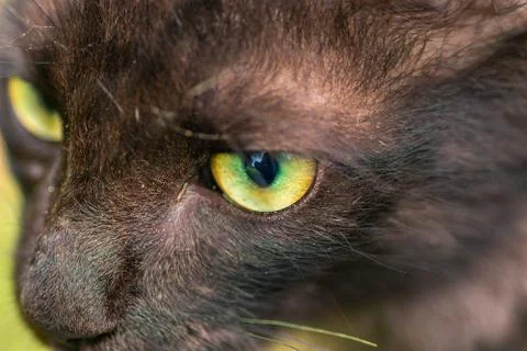 A sharp focus locked on to prey, close up macro photograph of young baby cat' Stock Photos
