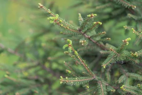Sharp focus on spruce branches with morning light and greenery. Detailed cl.. Stock Photos