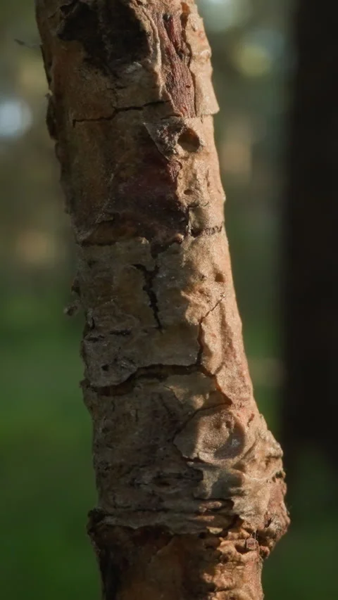 Sharp Focus on Tree Bark with Forest Sunlight Stock Footage 316983560