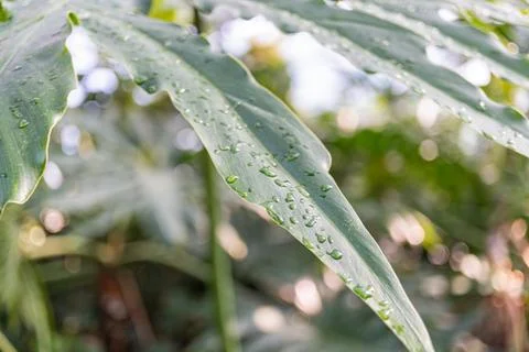 Sharp focus on water droplets on leaf undersides, suggestive of freshness or  Foto stock