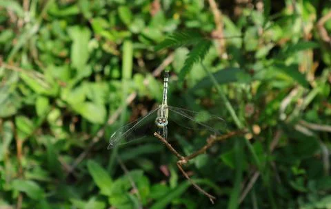 Sharp focused view of the front of a dragonfly with blue and red eyes on a dr Stock Photos