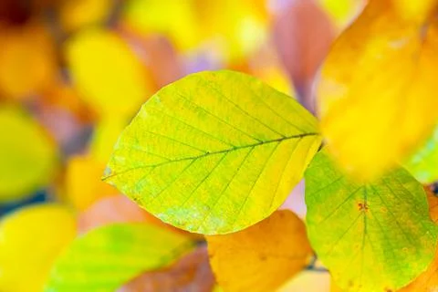 Sharp-focused yellow leaf with bright autumn bokeh background Stock Photos