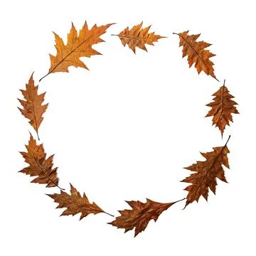 Sharp form of dried plant leaves Stock Photos
