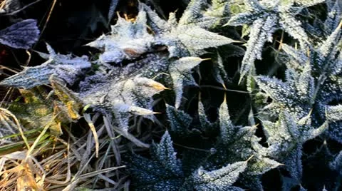 Sharp frost on leaves Stock Footage 10720606