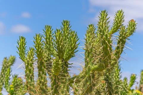 Sharp green cactus stems grow tall under a bright blue sky. Stock Photos