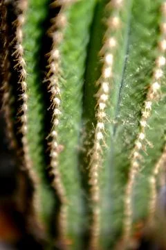 Sharp green cactus texture background Stock Photos