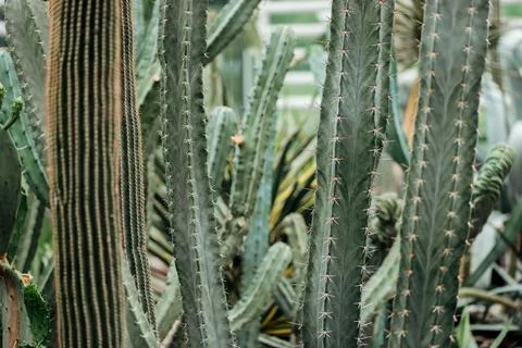 Sharp green exotic cacti botanical Stock Photos