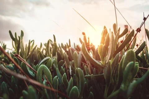 Sharp green leaves closeup with shadows in foreground and sunset in background Stock Photos