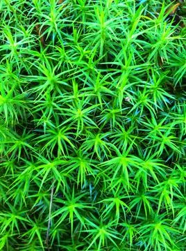 Sharp green leaves isolated background for green foliage backdrop Foto stock
