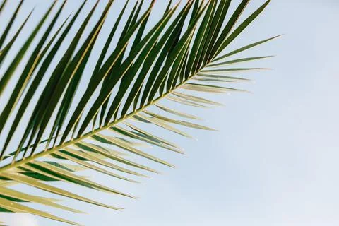 Sharp green palm leaf on blue background 스톡 사진